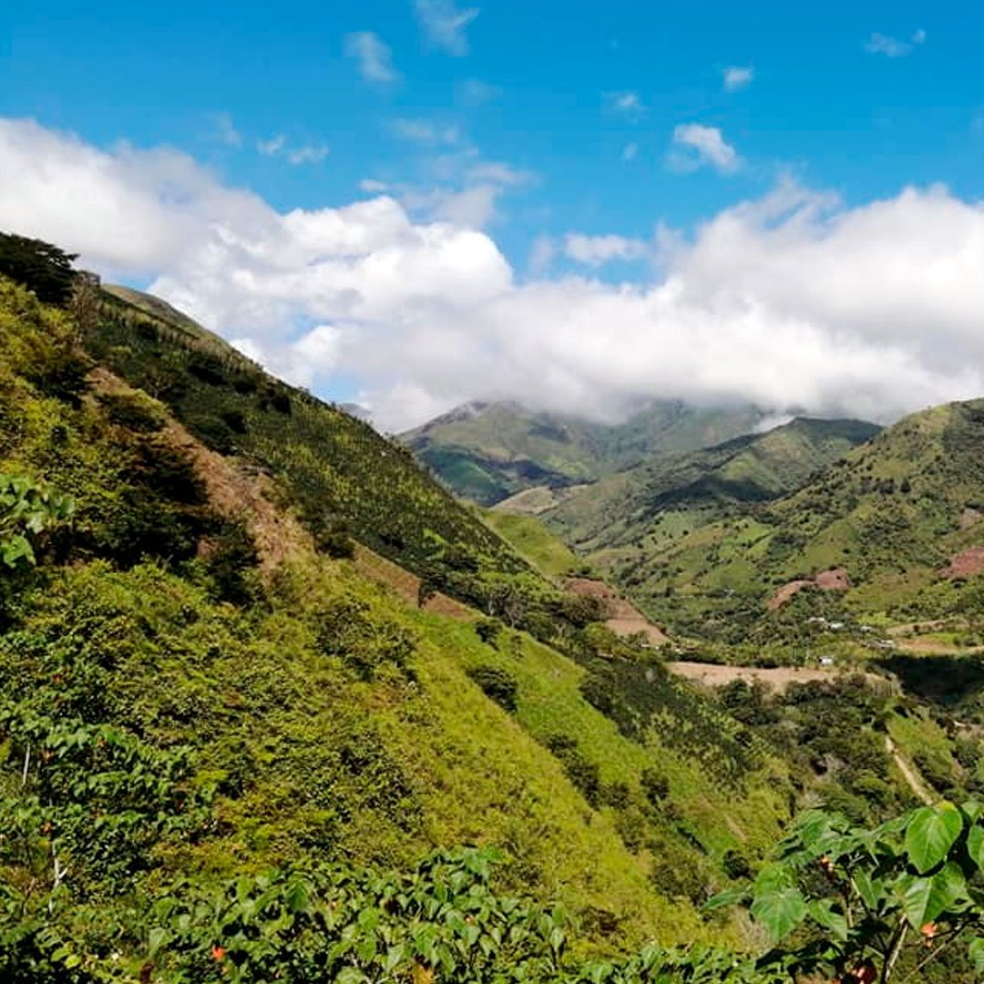Fincas y cafetales en altura