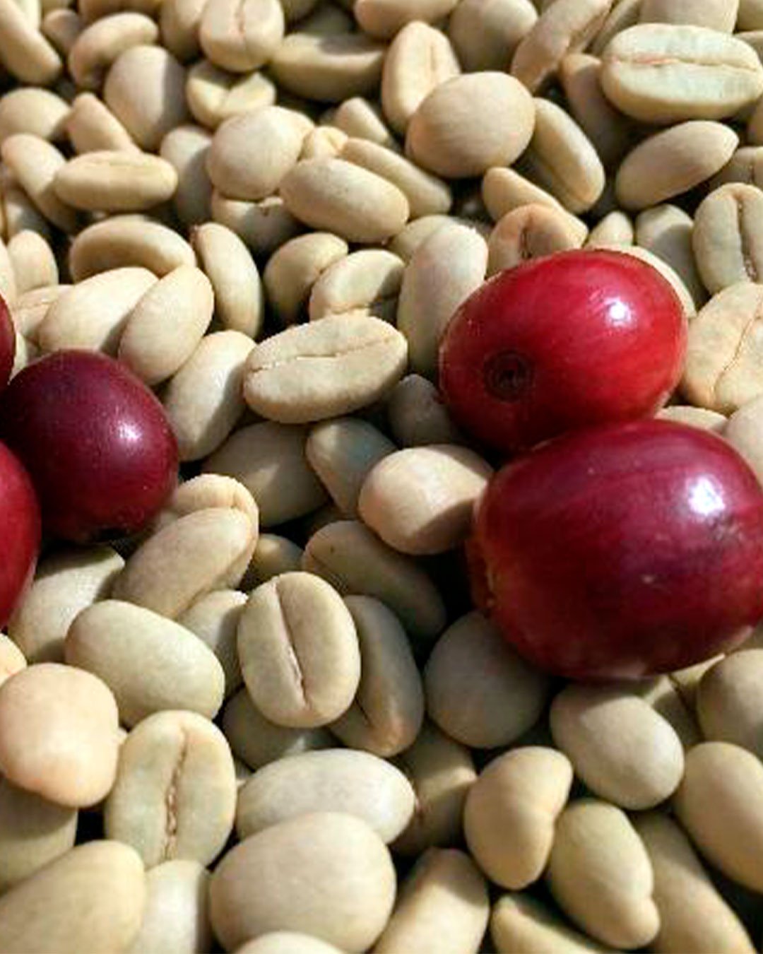 Cafetal en altura – Lita, Imbabura