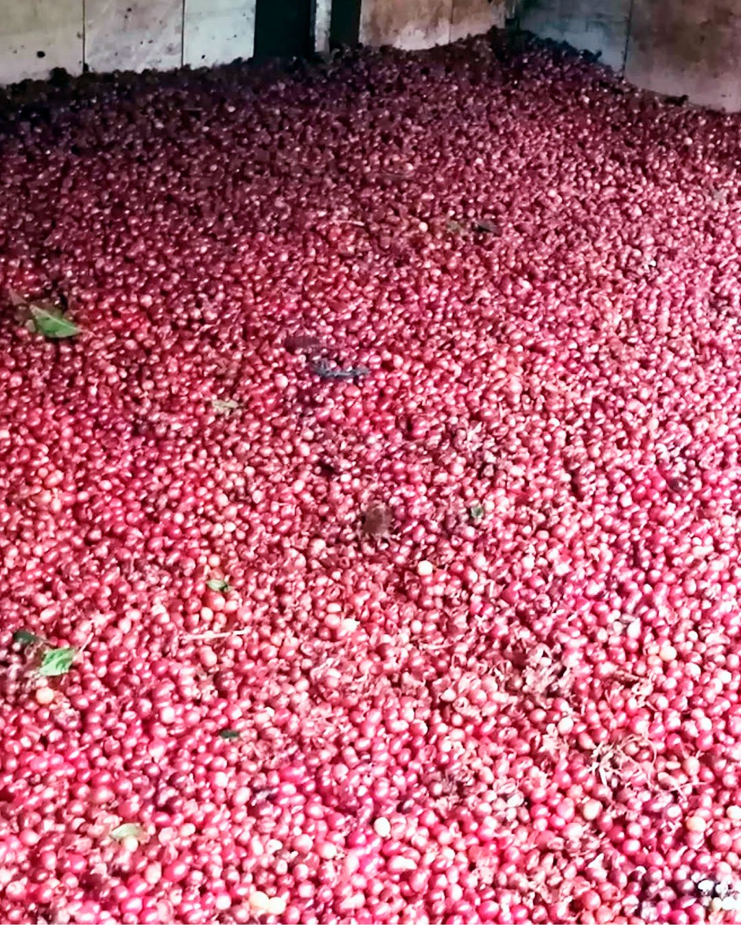 Cosecha selectiva de cerezas