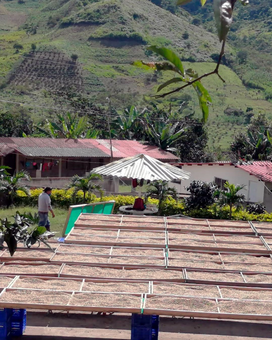 Productores de café en Lita, Imbabura