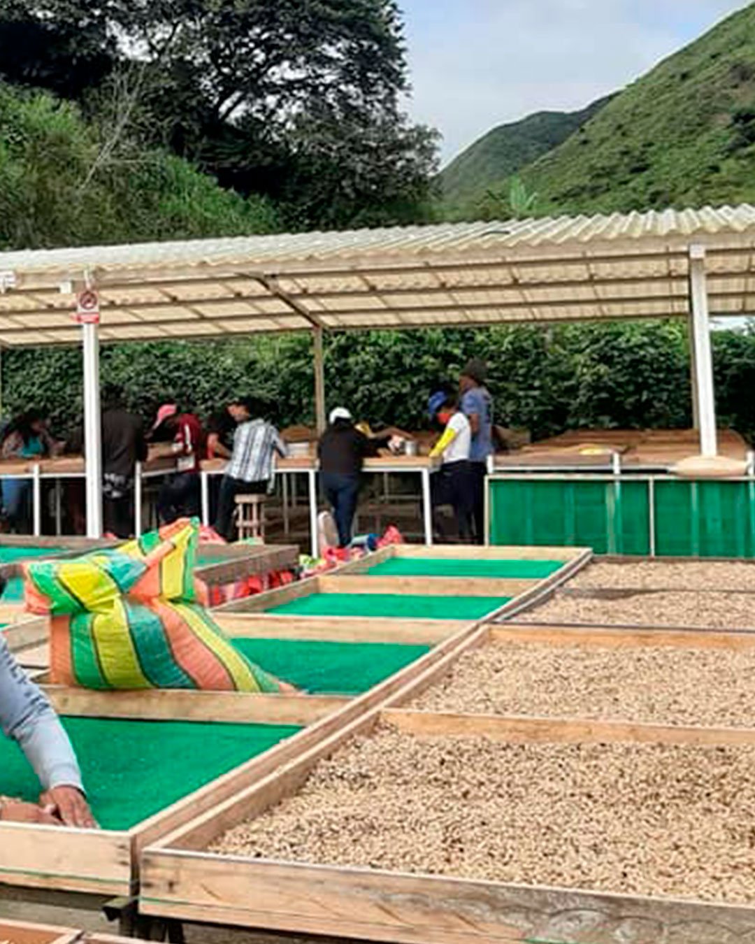 Lavado y selección de cereza